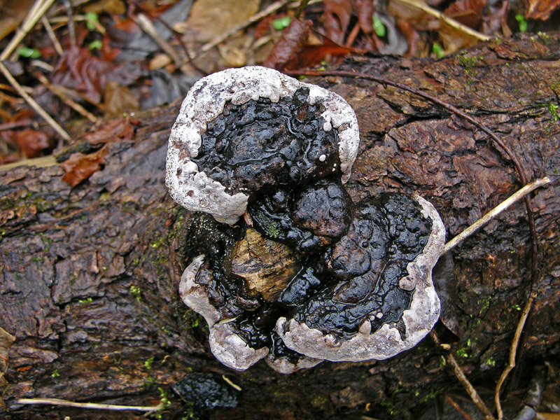 Avete voglia di funghi di oggi....guardate questo post.